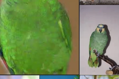 Parrots Wallpapers & Slideshow   Full HD Colourful Flying Parrots ...