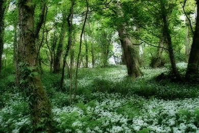 Backgrounds Pictures For Desktop Free Download For Everybody: Cools ...