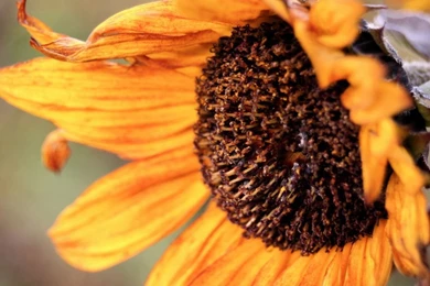 Fall Desktop Backgrounds   Wallpapers Cave