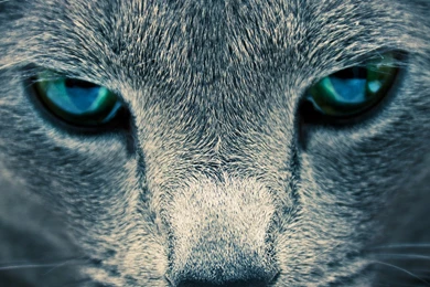 Animal HD Wallpapers