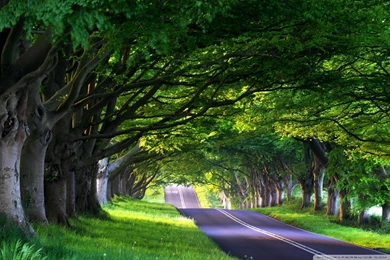 Tree Lined Street HD Desktop Wallpapers : High Definition ...