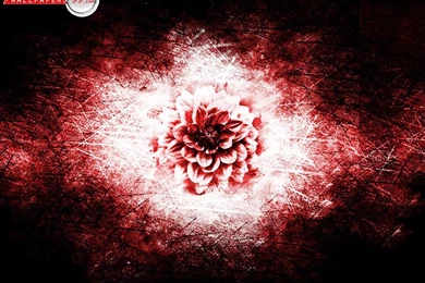 Cool Wallpapers HD Widescreen For Desktop Mobile Iphone Windowns7 ...