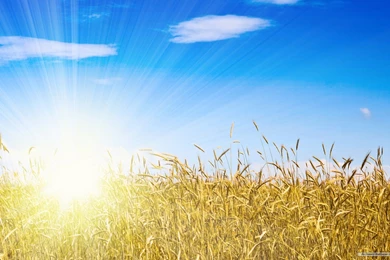 Free Wallpapers   Free Nature Wallpapers   Wheat Field 1 Wallpapers ...