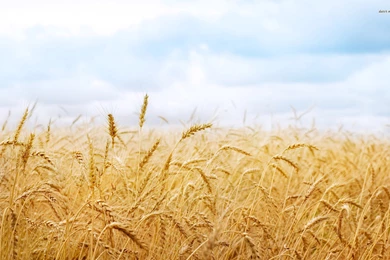 Wheat Field Wallpapers   Photography Wallpapers