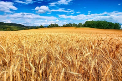 Wheat Field Hd Wallpapers Free Download