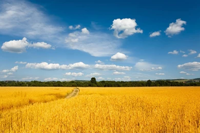 Wheat Fields 1920X1200 Wallpaper 1.jpg