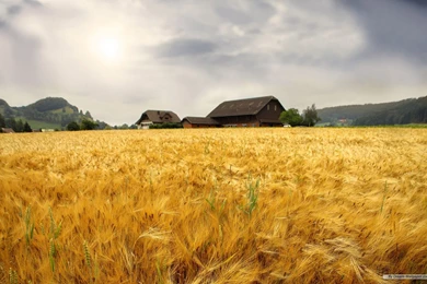 Free Wallpapers   Free Nature Wallpapers   Wheat Field 1 Wallpapers ...