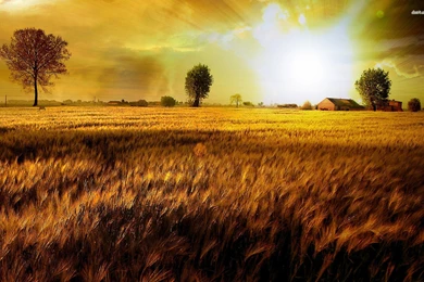 Wheat Field Wallpapers   Fantasy Wallpapers