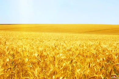 Free Wallpapers   Free Nature Wallpapers   Wheat Field 2 Wallpapers ...