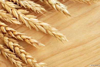 Free Wallpapers   Free Nature Wallpapers   Wheat Field 1 Wallpapers ...