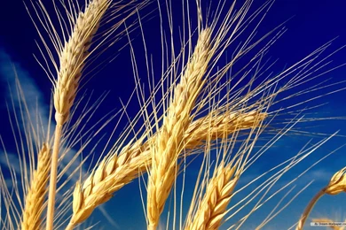 Free Wallpapers   Free Nature Wallpapers   Wheat Field 1 Wallpapers ...