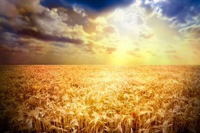 Wheat Field Wallpapers   756299