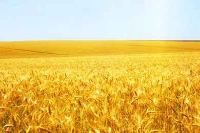 Wheat Field   Wallpaper.