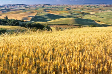 Sunny Wheat Field   1920x1200   Full HD 16/10   Wallpapers