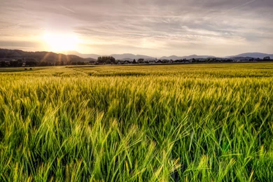 Green Wheat Field   Wallpaper.