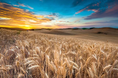 Wheat Field   (