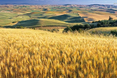 Wheat Field On The Hill Wallpapers   Nature Wallpapers