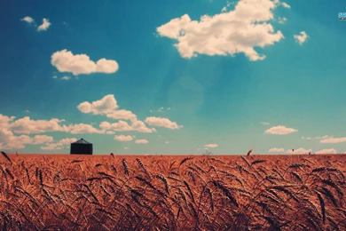 Wheat Field Wallpapers   Nature Wallpapers