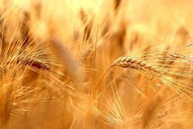 Wheat Field Widescreen Wallpapers
