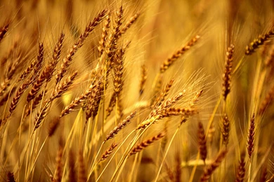 Brown Wheat Field Wallpapers Amazing High Resol