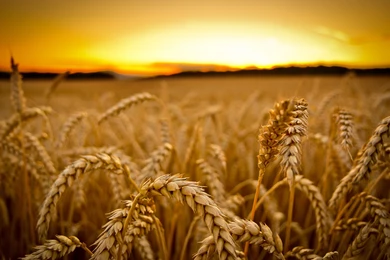 High Quality Field Of Wheat Wallpapers