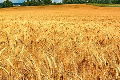 Golden Wheat Field iPhone 5s Wallpapers Download