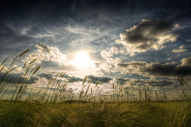 Wheat Field Wallpapers   Nature Wallpapers