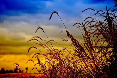 Most Beautiful Field Of Wheat Wallpapers