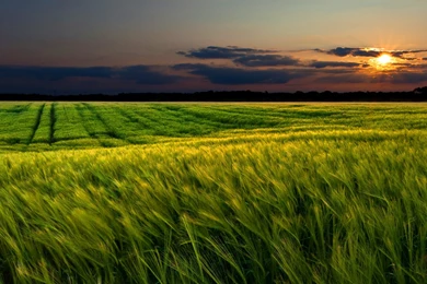 1920x1080 Green Wheat Field Sunset Wallpapers
