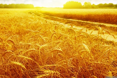 Wheat In Summer Wallpapers   Crazy Frankenstein