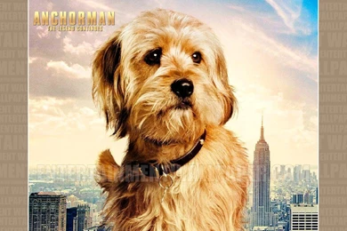 Anchorman: The Legend Continues Wallpapers