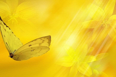 Justpict.com Yellow Flower Wallpapers Designs