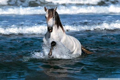 White Horse Running In Water Wallpapers Full HD [1920x1200]   Free ...