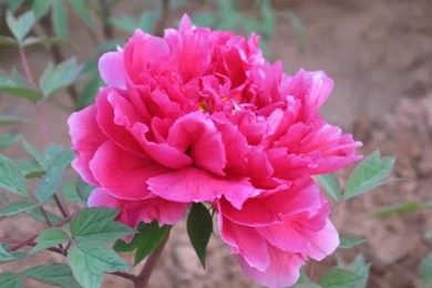 Wallpapers Download4