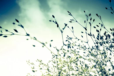 What Branches Of A Tree Do In The Early Morning, Cheer Up And Do ...