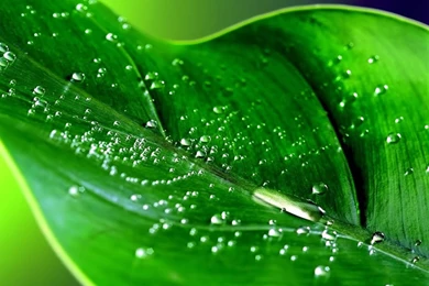 Free Desktop Walpaper