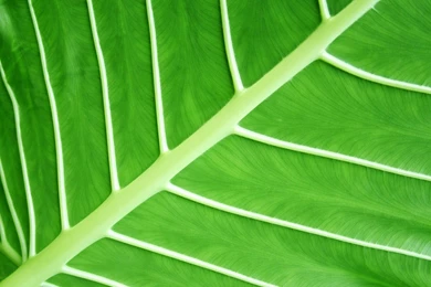 Desktop Wallpapers · Gallery · Computers · Vista Nature Wallpapers ...