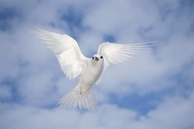 Beautiful Birds Wallpapers