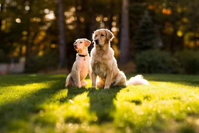 Dogs grass nature hd wallpapers