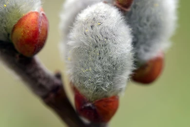 Pussy Willow Blossom In The Springtime   Desktop Backgrounds ...