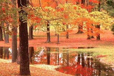 Free Desktop Backgrounds Autumn   Wallpapers Cave