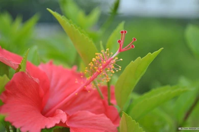 Free Wallpapers   Free Nature Wallpapers   Natural Scenery 3 ...