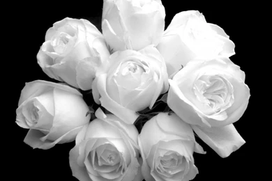 Beautiful White Flowers Wallpapers Desktop
