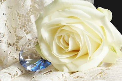 White Rose Images And Pictures   Page 3