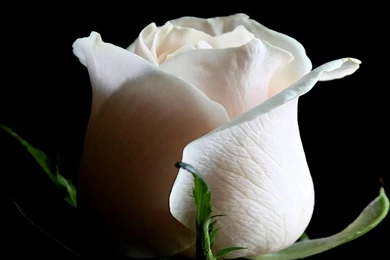White Rose Wallpapers HD Pictures