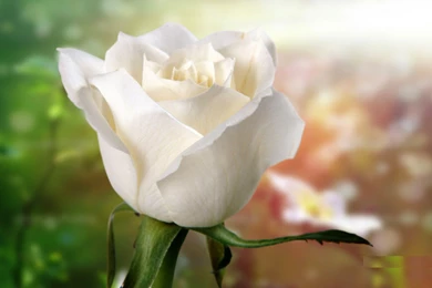 White Flowers Desktop Wallpapers ~ Toptenpack.com