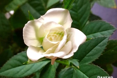 Beautiful White Rose Flower HD Wallpapers