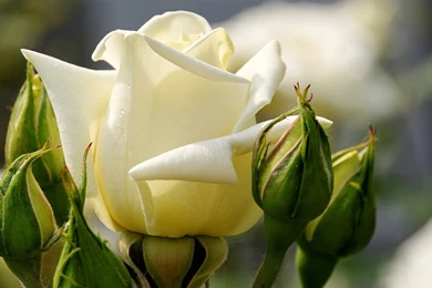 Special White Rose Flower Wallpapers Desktop ER5