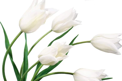 Flowers Wallpapers HD Wallpapers