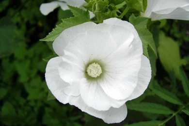 Flower Wallpapers Wallpapers Flower Rose White Image Desktop Stalk ...